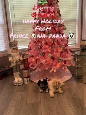 Happy holiday all from my furry babies my best 💝🐼😂#silvanamiracle #merrychristmas #skincare #healthyskincare #skintightening #skin #shopping 🎁🛍️💝💋🫶🏻