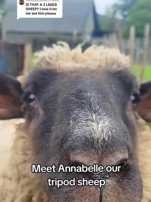 Replying to @something.creative2 Annabelle’s journey is nothing short of incredible. 💔💪 A year ago, she came to us with a broken back leg that had been wrapped so tightly and neglected that it became necrotic and septic. But her story didn’t end there. We made the decision to amputate, giving her a chance at a healthy, happy life. Now, Annabelle thrives under our care, living her best life while we closely monitor her weight and comfort. 💕 When the time comes, we’re ready to explore a prosthesis or wheelchair to ensure she continues to enjoy every moment. Annabelle is a true fighter, and she reminds us all that a little love and compassion can go a long way. 🐑✨ #AnimalRescue #AnnabelleStrong #FarmSanctuary #BleatingHeartsFarm #SpecialNeedsAnimals #RescueLove #AdoptDontShop #Inspiration