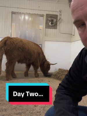 Day two… Meg is not feeling well… 😢 #fluffyfeatherfarm #sickcow #getbettersoon #notfeelingwell #minihighland #scottishhighland  Website: https://fluffyfeatherfarm.com