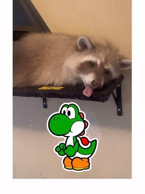 Sorry guys, idk what’s wrong with me. 😂 I’m bored today.. I had way too much fun with that. #raccoon #raccoons #trashpanda #raccoonsoftiktok #raccoonsoftiktok🦝 #animalsoftiktok #exoticpetsoftiktok #pet #blonde #cinnamon #fyp #cute #funny #bento #bentobox #benny #mapache #yoshi #sillyguy #tongue 