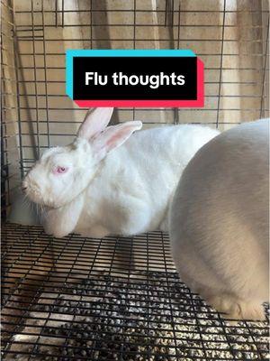 I also will be sitting in my house with my masks on standby. Thank you. #fy #fyp #farm #farmer #farming #farmstead #homestead #urbanhomestead #homesteading  #rabbitbreeders #rabbitbreeder #rexrabbit #meatrabbit #showrabbit #sustainable #Sustainability #educational #food #meat #butcher #homegrown #prepper #4h #ffa #arba #ag #agtok #ethical #ethicalbreeder #rex #minirex #NewZealand #cda #dargent #senita #silverfox #Netherland #Netherlanddwarf #ND #H5N1 