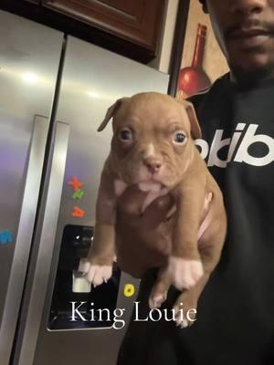 Last male available, reached out for more information located in Jacksonville, Florida.#dbbklouie #dbbk #duvalbullyboykennel #florida 