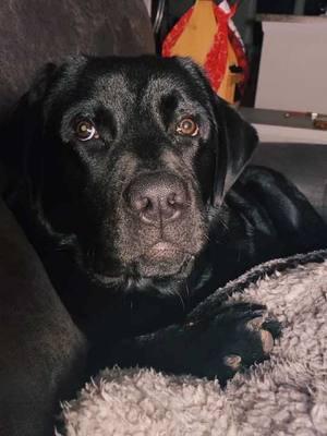 I still have a few drafts saved of Nox, so I’ll be sharing those periodically until they are all posted. Miss this face so much! He sure was handsome! #nox #lab #blacklab #englishlab #dog #dogsoftiktok #petloss #rainbowbridge #missyou #draft #truth 