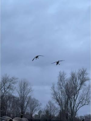 Merry Christmas 🎅 These geese gave it up! #goosehunting #waterfowl #moltgear #bigfootdecoys