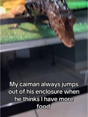 Chungus  #caiman#dwarfcaiman#crocodile#crocs#caimanes 