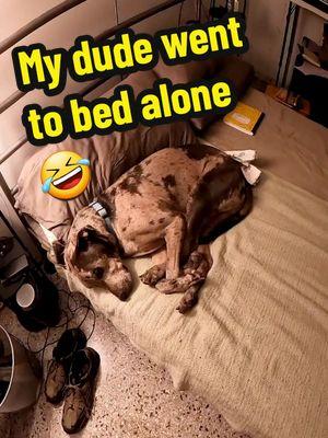 Doesn't happen often, but it does happen! #fyp #foryou #foryoupage #dogsoftiktok #pets #floridadog #catahoulamix #dog #rescuedog 