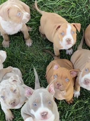 Can’t wait for our up coming litters dropping soon 💕🦍🔥💨🩸 #fyp #viral #lovemydog #bullypuppies #bullypuppiesoftiktok #pastlitter #highlights #trending #cutdogs #puppylove 