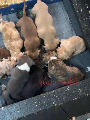 One male one female available as of now located in Jacksonville, Florida reach out for more information#dbbklouie #dbbknova #dbbk #duvalbullyboykennel #florida 