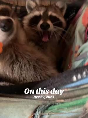 #onthisday Precious Girls ❤️ #fyp #foryoupage #arkcoonies #raccoonsoftiktok #bandits #livintheirbestlife #raccoons #warmandcozy 