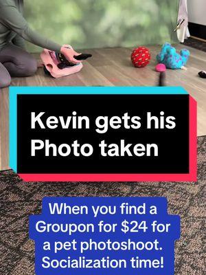 They arent fantastic photos but the experience we will remember for a lifetime. 😂 #kerryblueterrier #terrier #puppy #kevin #singleton #greenlanternkbt #groupon #jcpenney 