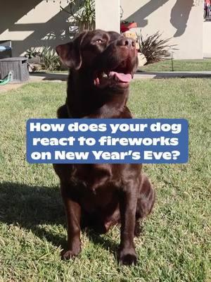 While we celebrate the New Year with fireworks, our pets might not feel the same excitement. 🎆🐶  Many dogs can feel scared or anxious with the loud noises. Be sure to create a cozy, quiet spot for them, and stay close for comfort! DOGTV is here to help, too. 🧡  #DOGTV #dogmom #dogparents #HappyHolidays #NewYearsEve