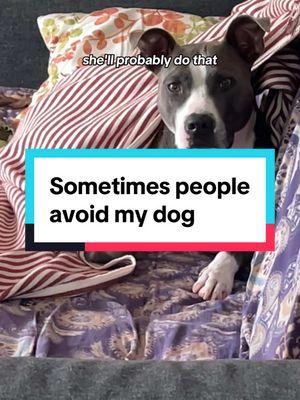 Sometimes people avoid my dog and that’s OK. I see posts on pitbull forums where some dog owners are unhappy when people avoid their dog. Here’s why it doesn’t bother me if someone avoids or even dislikes my dog. #pibblesoftiktok #pitbullsoftiktok #pibble #pitbullproblems #pitbulllove 