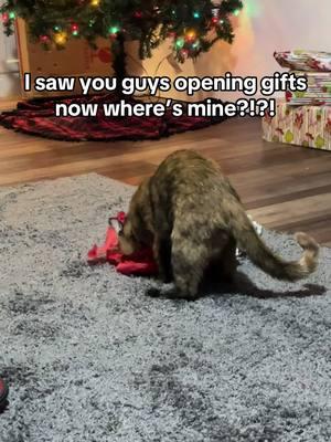 Very smart kitty 🤦🏼‍♀️🤣 #christmas #catsatchristmas #catschristmas #catsoftiktok #wrapping #wrappinggifts #catswrappingpresesents #tissuepaper #whereisit #wheresmypresent #presents #gifts #funny #funnycats #funnykittens #funnyvideos #viral #trending #fyp #foryou #foryoupage #fypシ #fypシ゚viral #fypツ 