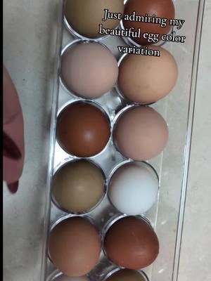 Reason 100 why I love homesteading #homestead #smallfarm #colorful #eggs #colorfuleggs #beautiful 