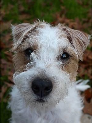 endless treats for this lil guy 🐶✨ #jackrussellterrier 