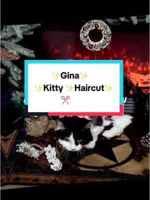 Gina 🐾 kitty shave down ✂️ She was purring 😻 the whole time she was getting her haircut ✂️ #cat #catsoftiktok #petstylist #cathaircut 