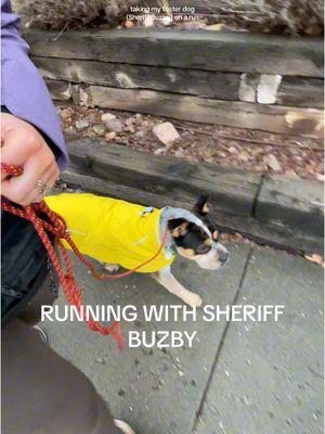 taking Sheriff Buzby on a run. He’s available for adoption at the SLC @Best Friends !! #runningwithdogs #fosterdogvlog #fosterdog #cattledogmix #dogadoption #CapCut 