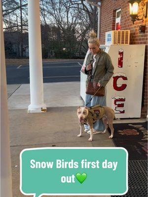 Beast as everyone knows  is fully trained . Today is the first day that Snow Bird has actually went into a store  . She was phenomenal in the store and followed every command to a T 💋 #americanpitbullterrier #americanstaffordshireterrier #DogLife #pitbull #amstaff #DogTraining #bff #workingdogs #dogsoftiktok 