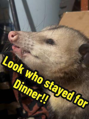 Moxie gives Ratatouille vibes sometimes… 🤷‍♂️  #moxiethepossum #moxie #PetsOfTikTok #pets #petrescue #dogsoftiktok #catsoftiktok #rescueanimals #possumsoftiktok 