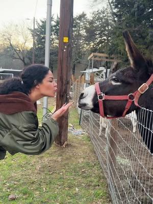 El burro y la Bella 😅 #labellla #labestia #labellaylabestia 