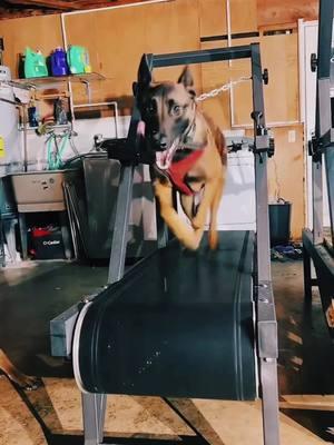 We get asked this a lot so we want to help with showing how we work with Athena on the mill!! Confusion happens but working through it is possible!! #maddoxworld #athenaworld #belgianmalinois #germanshepherd #dogsoftiktok #dogtok #slatmilldog #greenscreenvideo 