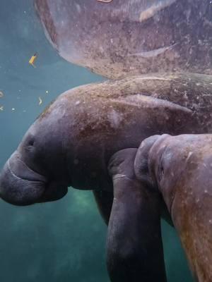 A mothers love 💕  As pure as the springs 💦 #foryou #florida #fyp #wildlife #animals #apnea #freediving #explore #nature #freedive 