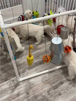 Sunday Funday!! 🐾♥️ #6weeksold #goldensoftiktok #goldenretriever #dogsvideo #dogsvideo #puppy #fypage #goldenhour #fluffydog #goldenretrieverlife #retriever #goldenglitter #playfulpuppy #dogsarethebest #englishgoldenretriever #akc #suncoastgoldens 