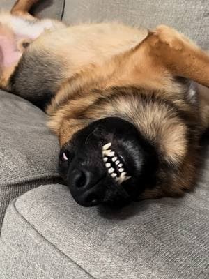 He’s a worn out pup! #lifewithagsd #dogtok #dog #gsdoftiktok #germanshepherd #gsd #gsdlove #dogmom #dogsoftiktok #pet #PetsOfTikTok #lovemydog #souldog 