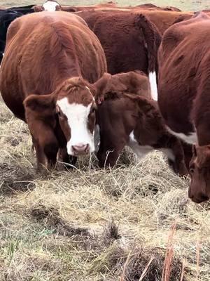 Calving season is always the best time of the year 💯 #justranchin #southernmo #cowtok #calftok #drover 