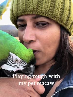 Hennessey loves to play like this!  #miligoldmacaw  #greenwingedmacaw #cockatoo #freeflightparrot #pets #exoticbirds #exoticpets #nature #nature_friends  #photography #parrots  #macaw  #birds  #animals #petsarefamily #nature_shots #animallover #cuteanimals  #birdlover #videostar #beautiful #mybabies 