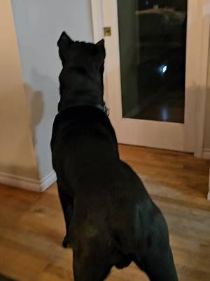 When Khan hears someone on the porch... #CaneCorso #dogthoughts #italianmastiff #fafo #dogtok 