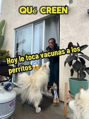 Hoy le tocan vacunas a los perritos y unos exámenes a coco y chaparrita😱 #dogsoftiktok #PetsOfTikTok #huskysoftiktok #chihuahuas #chihuahuasoftiktok #pets #family #paratiiiiiiiiiiiiiiiiiiiiiiiiiiiiiii #husky #viralvideo #perrihijos #fyp #huskylife #familiade4 #vacunas @juan9594 @Dulce Lopez 