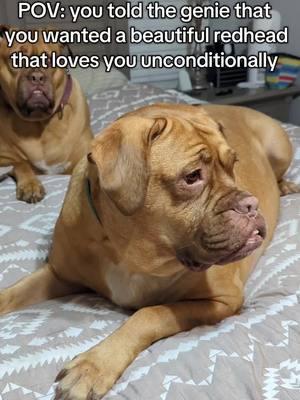 two ginger beauties #princessbeatricethemastiff #sweetadelinethemastiff #doguedebordeaux 