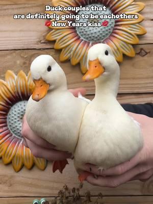 Who is your fav duck couple #ducks #callducks #ducksoftiktok🦆 #ducktok🦆 #petduck #cuteanimals 