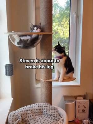 Story of Steven and his broken leg  #catstory #catlife #catsoftiktok #cats #catlover 