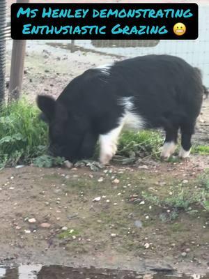 This little girl never does anything half way…she has so much joy in all she does❤️ #piddyslegacy #luvthesnout #cutepig #kahu #nonprofit #sanctuary #rescue #pigsoftiktok #minipigsoftiktok #minipigs #cuteanimals #whatwedo #howweroll #beautiful #fyp #happy #livingmybestlife #grass #kunekune #wildchild #piglet #pig #lawncare #lawnmower 