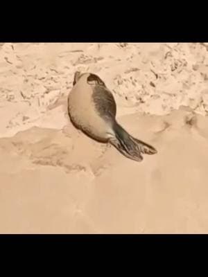 A baby monk seal swam up and took a nap right in the middle of busy Waikiki Beach 🥰 #foryou #foryourpage #oahu #hawaii #travellife #monkseal #surfer #surfing #surfergirl #surf #stoked #beachlife #waikiki #beach 