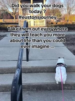 #eustonsjourney #walkyourdogs #rescuedogs #dogs #pittbullsoftiktok #unconditionallove #rescue #foster #adopt #lifeafterrescue #packlife #blessed #shelterdogs #Love #volunteer #safeplace #bondingtime #walkandtrain #myrideordie #souldog #mymiracle 