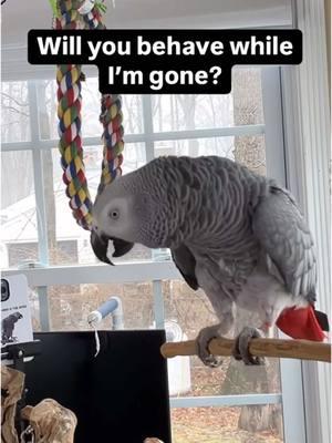 BRB, please behave😆😆💋🦜🦜Symon is a 3 year old female Congo African Grey Parrot, hatched on June 15th 2021 who lives in a cozy country home with her parents, Chris and Sheila, and her two parrot siblings, Mickey and Sunny. Symon is an outgoing and talkative bird who loves to chat with anyone who will listen. Her favorite phrases are "Give me a kiss" and "I love you," which she repeats frequently throughout the day. Symon's family is not just limited to birds, however. They share their home with five rescued cats, including William, Meg, Harry, Gigi, and Garfield. Despite being different species, all of the animals get along famously, and they often play chase around the house. Symon enjoys chatting away to them, asking for kisses and declaring her love. Symon's love for talking is impressive, and she has a vast vocabulary that includes everyday sounds such as phones ringing and doorbells chiming. Her ability to mimic human speech is uncanny, and she often surprises her family with new phrases or sounds. Her favorite, however, remains "Give me a kiss" and "I love you," which she repeats whenever anyone approaches her cage. Symon's playful personality and impressive vocabulary bring joy and laughter to her family's daily routine. They often spend hours chatting with her, listening to her mimic their laughter or repeat phrases they have taught her. Her affectionate nature also endears her to her animal siblings, and they often cuddle up against her cage, enjoying the attention from their feathered friend. Despite her small size, Symon has a big presence in the household, and her family cherishes each and every moment spent with her. She is a beloved member of the family, and her favorite phrases "Give me a kiss" and "I love you" have become a cherished part of their daily routine. Symon's love for talking and her affectionate nature make her a unique and special member of the family, bringing laughter and joy to everyone around her. Funny African Grey Parrot video Types of African Grey Parrots Teaching a parrot to talk African grey bird Parrot Learning to talk Best African Grey Talking Parrot African Grey Parrot Sounds Funny Talking Birds African Grey Playing Alex the talking Parrot Irene Pepperberg Parrot Education African Parrot Videos African Grey Parrot sounds talking Birds having fun Birds of TikTok How do parrots talk Birds videos why do parrots dance #babyparrot #congoafricangrey #africangrey #africangreyparrot #parrot #parrotsoftiktok #africanparrot #africanparrots #parrotsoftiktok #greyparrots #africangreysoftiktok #symonpapps #congoafricangreysoftiktok #cag #talkingparrots #talkingparrot #parrotlovers #parrotlife #funnyparrot #talkingbird #africangreylover #bird #funnyparrot #crazyparrot #Africangreyparrotsoftiktok #girlpower #sillyparrot #babyparrot #talkingparrot #congoafricangrey #africangrey #africangreyparrot #parrot #parrotsofinstagram #africanparrot #africanparrots #parrotsofinstagram #greyparrots #africanparrotsofinstagram #symontheafricangreyparrot #Love#africangreyparrotsofinstagram #petsofinstagram #birds #cag #talkingbird #crazybird #playbird #crazybird #birdsofinstagram #sillybird #parrots #happybird #talkingparrot #cag #birdlover #crazy #parrot #africangreyparrot #babyparrot #bird #parrotlife #africangrey #crazyparrot #funnyparrot #parrot #birds #parrots #africangreyparrots #parrotsong #parrottalking #parrotlover #parrotvideo #parrotvideos #starwars #starwarstheme #letsgo #iloveyou #givemeakiss #Love #apples #grapes #kiss #bigkiss #backtowork #amazonparrot #yellownapedamazon #dirtybird #bananas #fyp #behave 