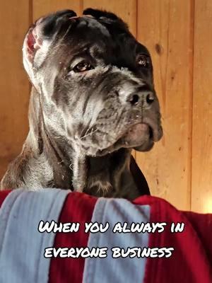 what they talking bout #canecorso #italianmastiff #mastiff #salmoncreekcanecorso #dogs #corso #pnwdogs #bigdogs #dogsoftiktok #PetsOfTikTok #foryourpage #fyp #foryou #pnw #canecorsopuppy #puppy #puppies #puppytiktok #puppiesoftiktok 