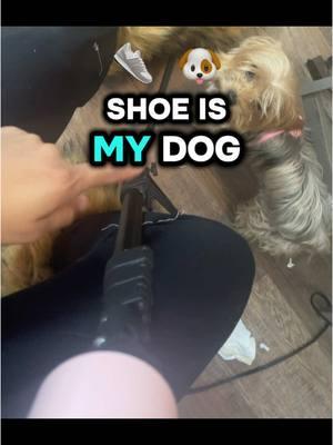 I love these boots and she’s right I do need to clean my craft room 😂#furboots #teacupyorkie #tiktokstore 