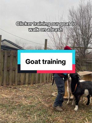 Clicker training… but make it goats! 🐐✨ I’ve started teaching them to follow a target and respond to a marker cue for treats. It’s been on my mind—when the time comes for medical care or grooming, I want handling to be stress-free (for all of us!). Wrestling a goat isn’t exactly my idea of fun. We’re taking it slow, keeping sessions short and positive. I’m already seeing little wins, and I can’t wait to share more as we go. More goat training updates coming soon! 😊 😊  #ClickerTraining #GoatTraining #PositiveReinforcement #AnimalTraining#kikogoats 