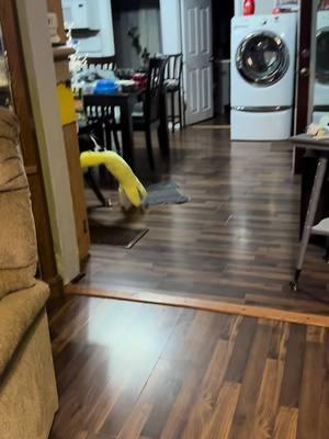 Otis was up for a visit this evening both boys fighting over the banana that Otis gave Dexter for Christmas#funnydogs #loveourfollowers #dexterandotis #petlover #funnydogsvideo #family #boydogs #dextereugene #otis #nephew #cousins #neighbors #stuffedanimals #wisconsinlife #funnydogsoftiktok #