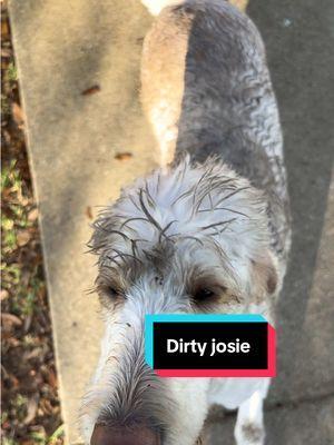 Josie what did you do? @Capt_T_Ray  #southernmamaofone17blog #MomsofTikTok #josiejo #dogoftiktok #getadogtheysaid 