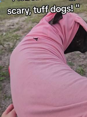 don't bully the breed they say. these "pit bulls" are so ferocious they wear pink bunny hoodies 😆  #adoptable #fortpierce #fortpierceanimaladoption #adoptdontshop #shelterdogs #fyp #foryoupage 