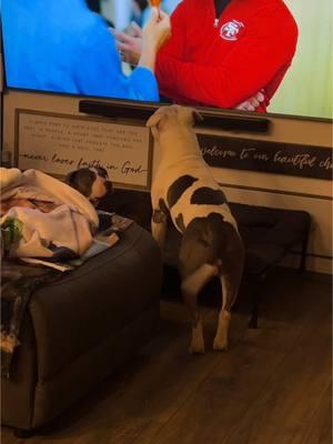 Prince is very attentive to the TV, especially when people have food🤣🤣🤣 #fyp #foryou #fypfyp #Roddysrescue #royalpupfamily👑#viral #Ogizzle #oglemmehollaatchu #dmvtiktok #viraltiktok #bullymenomore #treanding #roro👑 #princeypooh👑 #missduchess👑 #dukieman👑 #badassprincess👑 #siramari👑#ogsweetsandtreats #202 #703 #305 #Americanbullies #viraldogsoftiktok #ogsweetsandtreats #roddyrodd89 #queenqueen👑 #dmvtiktok #welit #ogahhh #missmia👑 #miaboo👑 #sirkodak🖤 #toypoodlekodak🖤 #rubyrose💛 