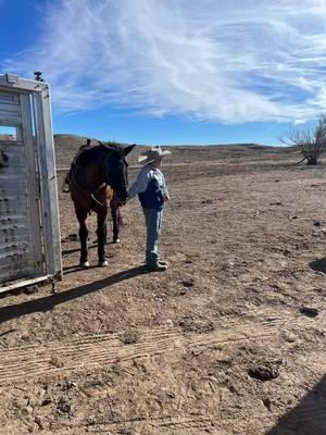 Very rare that we have a smooth cattle working session, but it happened today. @Cindy Boxwell408 @Jeff Boxwell @Meagan Boxwell Wrigh #workingcalves #cattlevaccinations #kicks #calves #babycalves #working #showcattlelife #horses #cattle #cattleworking #goodday #texaspanhandle 