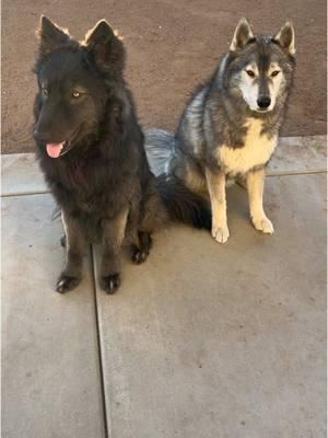 Gave my dogs their bills to see their reaction #shepsky #huskysoftiktok #agouti #funnydogs #talkingdogs 