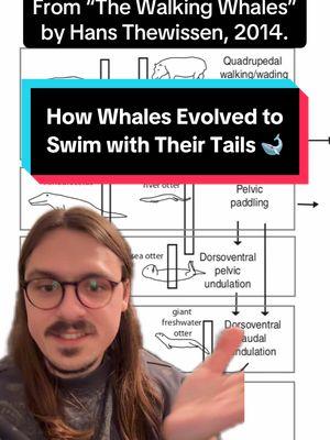 Replying to @TheGingerChickenMan #greenscreen #fyp #foryoupage #paleoart #paleoartist #paleontology #prehistoric #fossil #evolution #whaleevolution #whale #whales #walkingwhale #cetacean #marinemammal #swimming #science #scicomm #sciencetok 