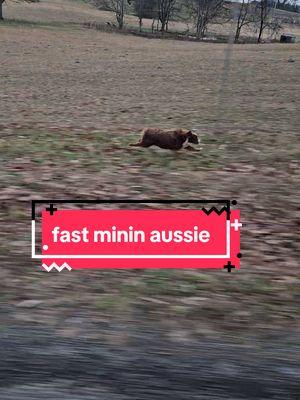 He may be small but he fast boi. #miniaustralianshepherd #miniaussie #minatureaustralianshepherd #fyp #fastdog 